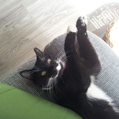 Ronnie (Hundeflüsterer)