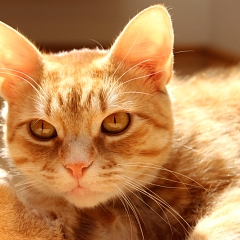 Pumba