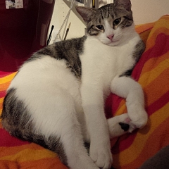 Merlin