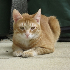 Max