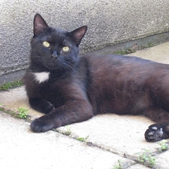 Findus