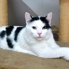 Sammy