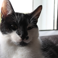 Domino