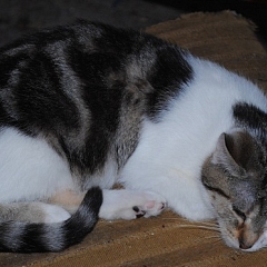 Findus 2