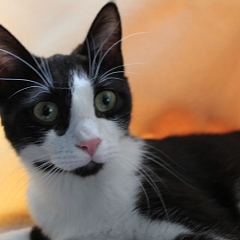 Netti