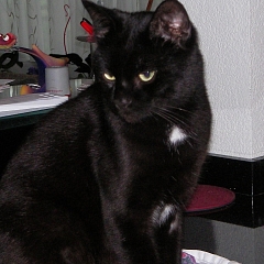 Kimba 1