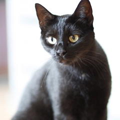 Luna (& Sohnemann Sindbad)