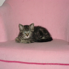 Juliette