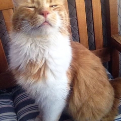 Helios