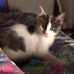 Nala