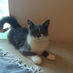 Tabby