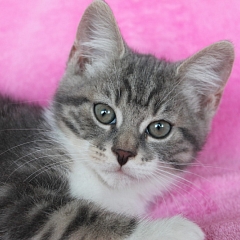 Louis
