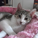Diego