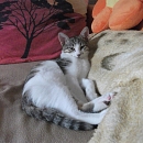 Diego