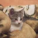 Diego