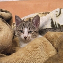 Diego