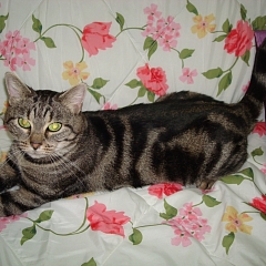 Tschipi
