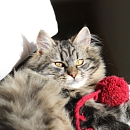 Smila