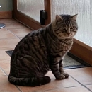 Brummer (König)
