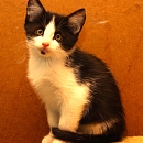 Mickey (jetzt Spotty)