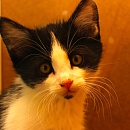 Mickey (jetzt Spotty)