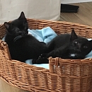 Moppelchen Louc