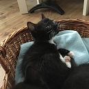 Moppelchen Louc