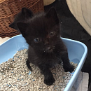 Moppelchen Louc