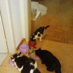 Franzi (neu Micky)