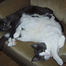 Rocky und Murphy