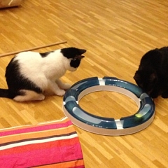 Rennmäusealarm: Sugar & Maja !!!
