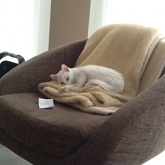 Ari hat's bequem im neuen Zuhause