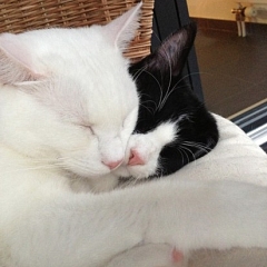 Schlingelchen und sein neuer Freund