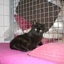Serafina