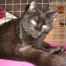 Serafina