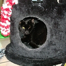 Bellbell
