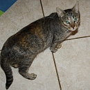 Estrella
