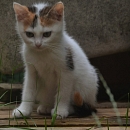 Couchou