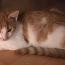 Milou - der coole Beobachter