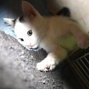 Maurice