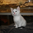 Maurice