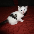 Maurice