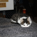 Mirelle