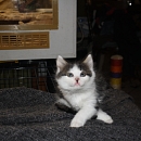 Mirelle