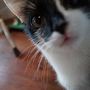 Belinda