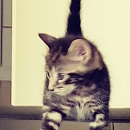 Diva