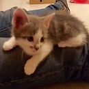 Tara