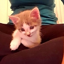 Tara
