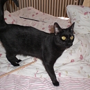 Lena