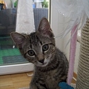 Ilia